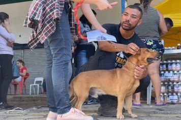 Prefeitura de Agudos promove castração de cães e gatos