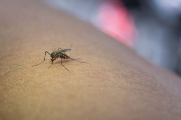 Agudos registra óbito causado pela dengue