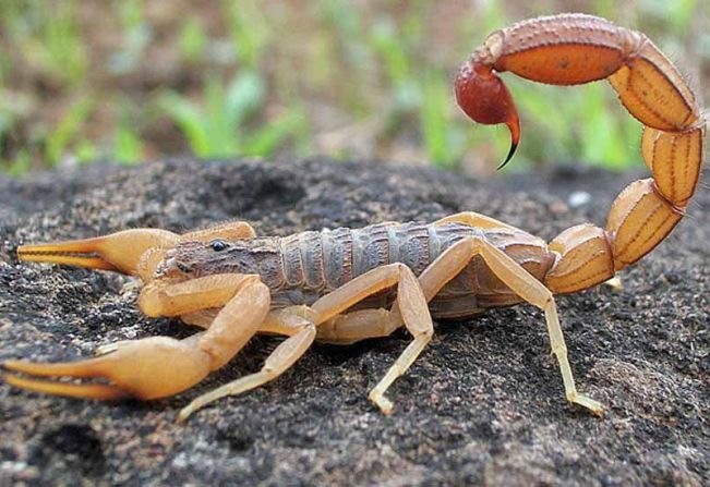Prefeitura de Agudos realiza ações de prevenção e combate aos escorpiões