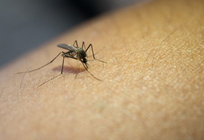 Sábado, dia 2, é dia de Mobilização contra a Dengue