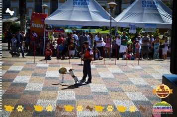 Foto - Primeira Cãominhada