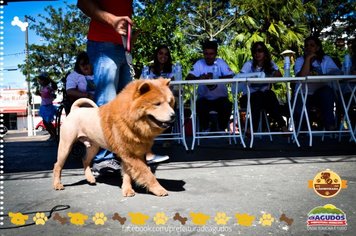 Foto - Primeira Cãominhada