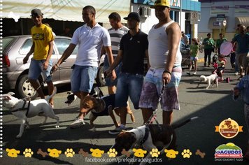 Foto - Primeira Cãominhada