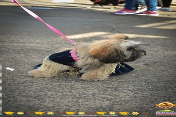 Foto - Primeira Cãominhada