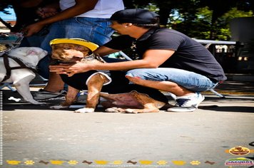Foto - Primeira Cãominhada
