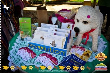 Foto - Primeira Cãominhada