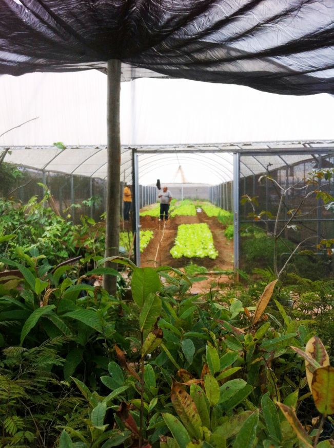 ​Secretaria de Agricultura e Meio Ambiente recebe cinco mil mudas nativas