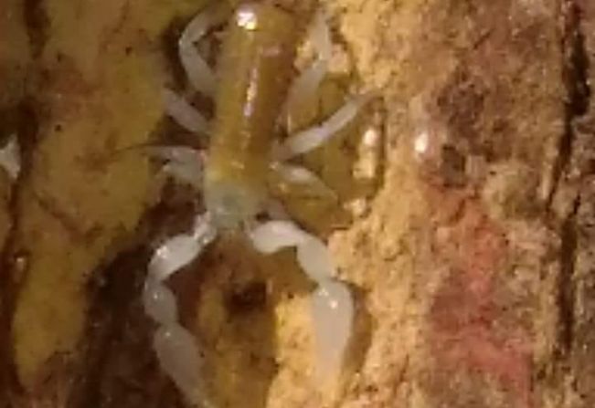 Escorpiões encontrados na região da Praça da Matriz são inofensivos